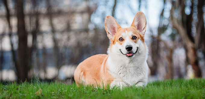 Pembroke Welsh Corgi laughing