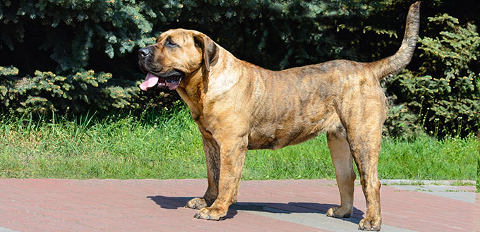 Perro de Presa Canario