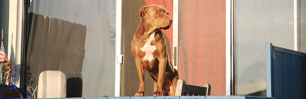 Pitbull Mastiff Mix: Breed Facts & Temperament