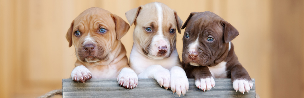 Pitbull-Puppies-for-Sale