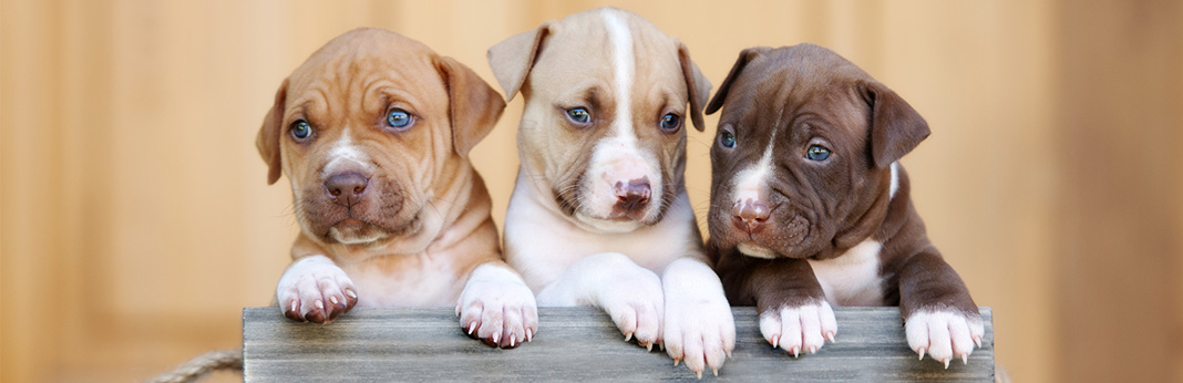 free blue pitbull puppies