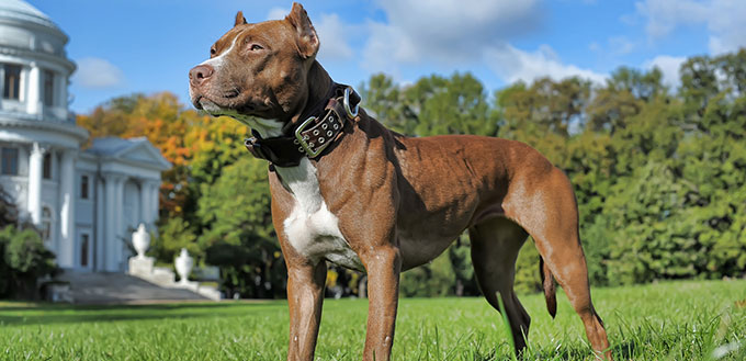 Pitbull near house