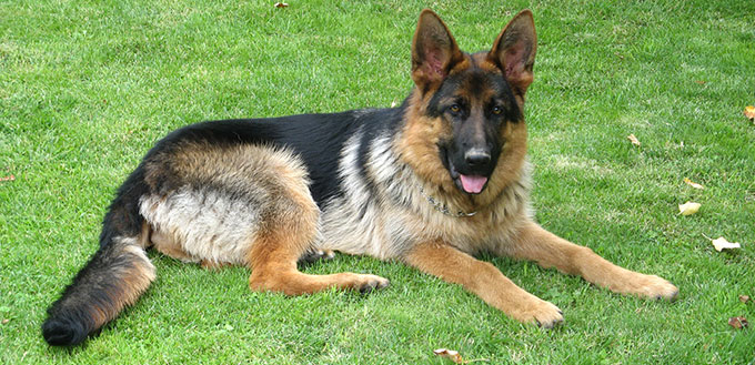 Police dog (German shepherd dog)