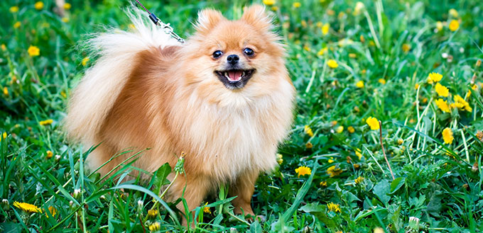 Pomeranian