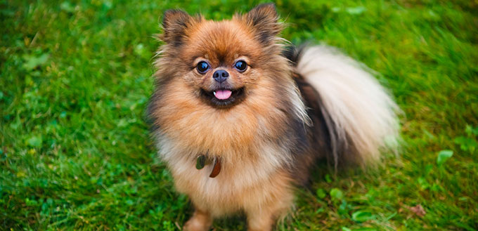 Pomeranian dog (Zwergspitz)