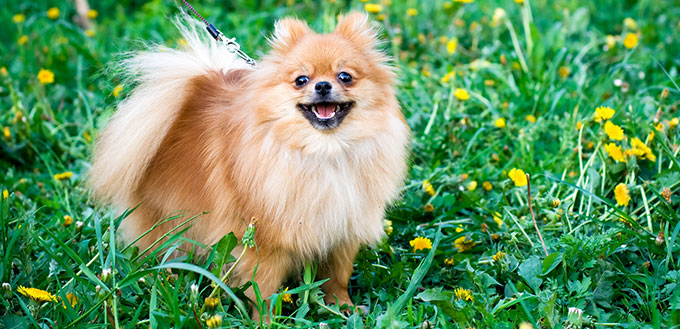 Pomeranian