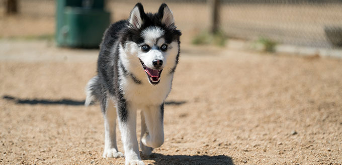 Pomsky (Husky Pomeranian Mix) Running with Tongue Out