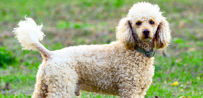 Poodle portrait
