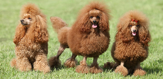 Poodles