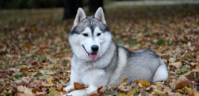 Portrait of siberian husky in autumn