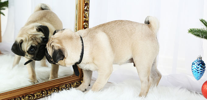 Pug dog on white carpet looking in the mirror