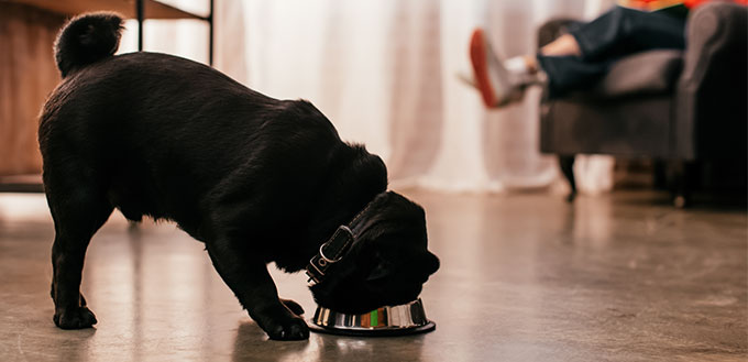 Pug eating from a bowl