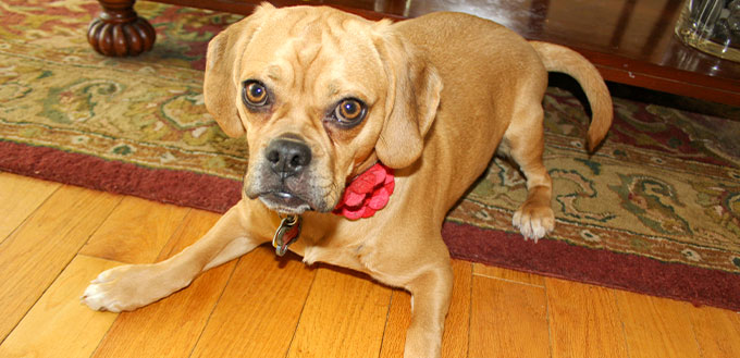 Puggle