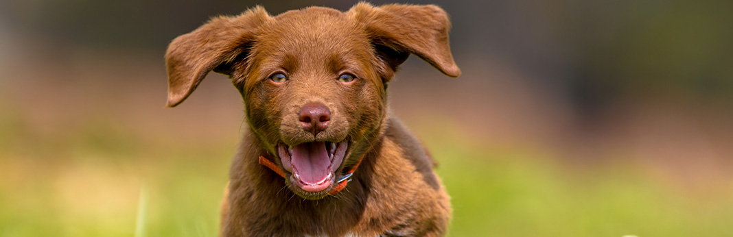 Puppy Breathing Fast: Should You Be Worried? | My Pet Needs That