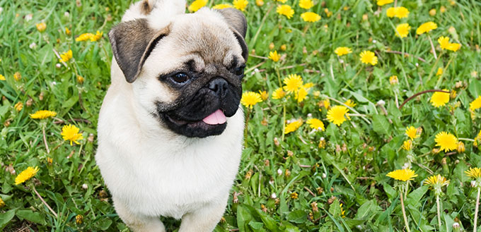 Puppy of the pug