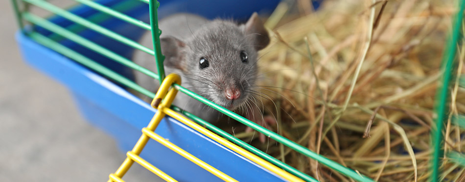 best bedding for rats smell