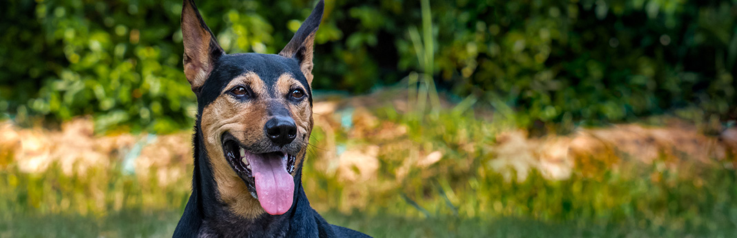 Rottweiler Mixes - Rottie Cross Breeds That Will Win Your Heart