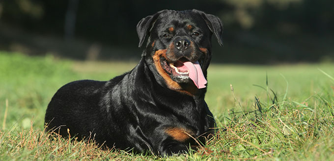 Rottweiler