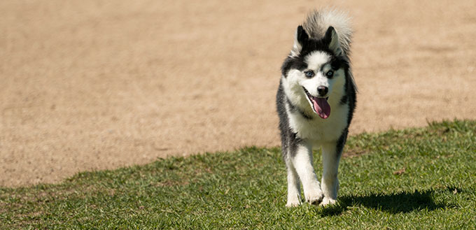 Running with Tongue Out