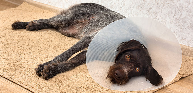 Sad dog with plastic elizabethan collar