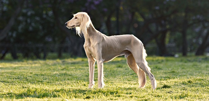 Saluki