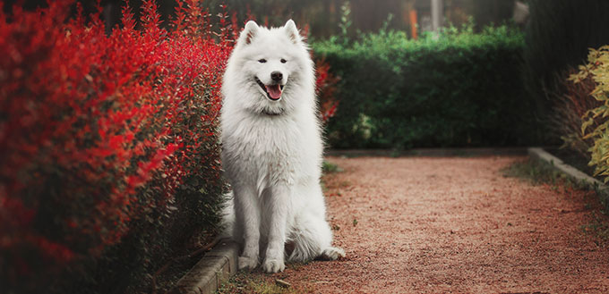 Samoyeds