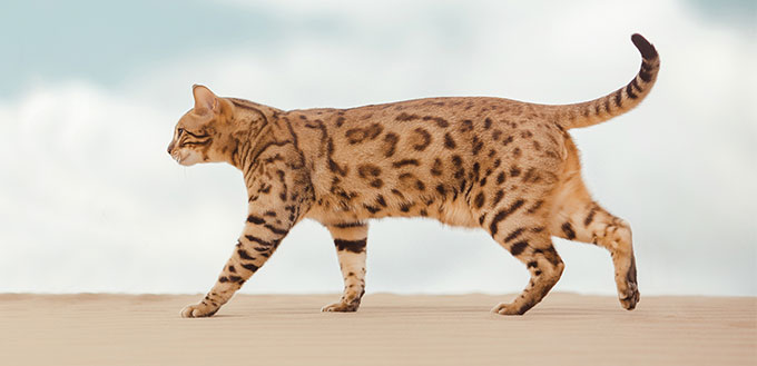 Savannah Cat