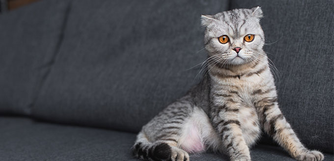 Scottish fold cat sitting on couch in living room