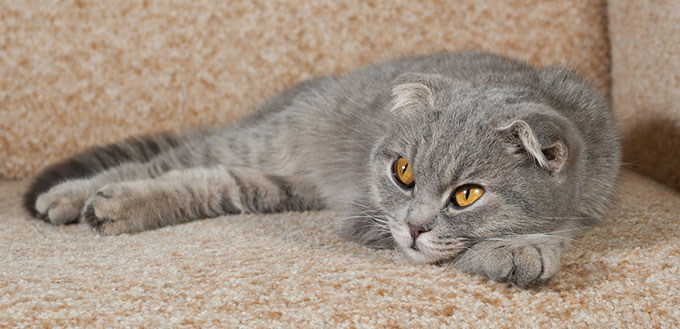 Scottish fold gray cat lying on couch