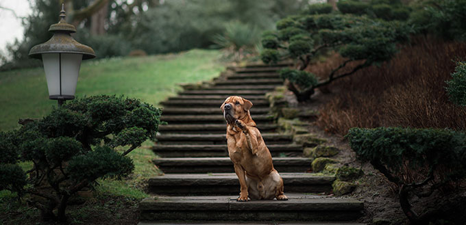 Shar Pei mix dog on the steps.