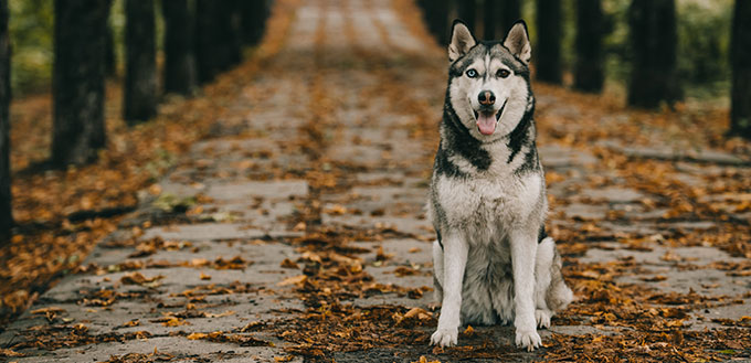 Siberian Husky