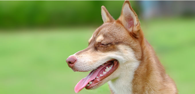 Siberian Husky and Corgi mix