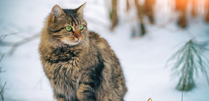 Siberian cat