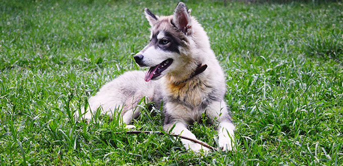 Siberian husky mix with Alaskan malamute puppy