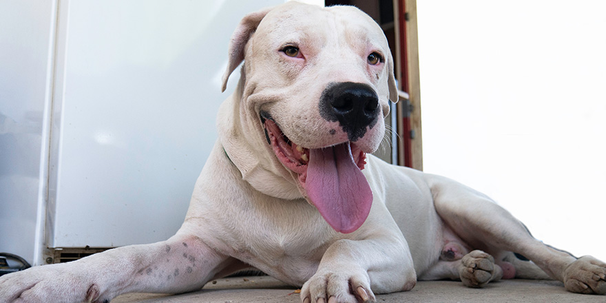 Smiling Dog Dogo Argentino resting. 