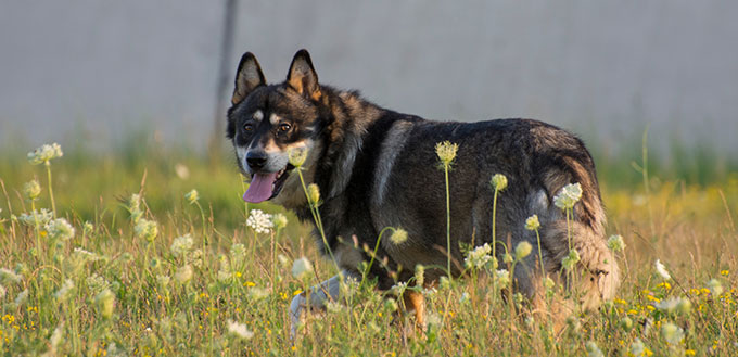 Sunset outdoor time with the dogs , gerberian shepskys