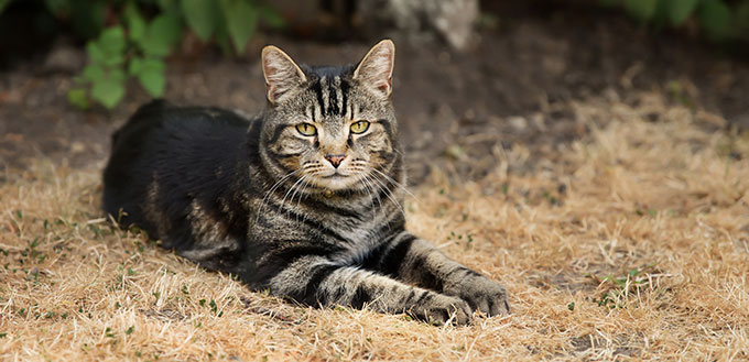 Tabby cat lying on dry grass