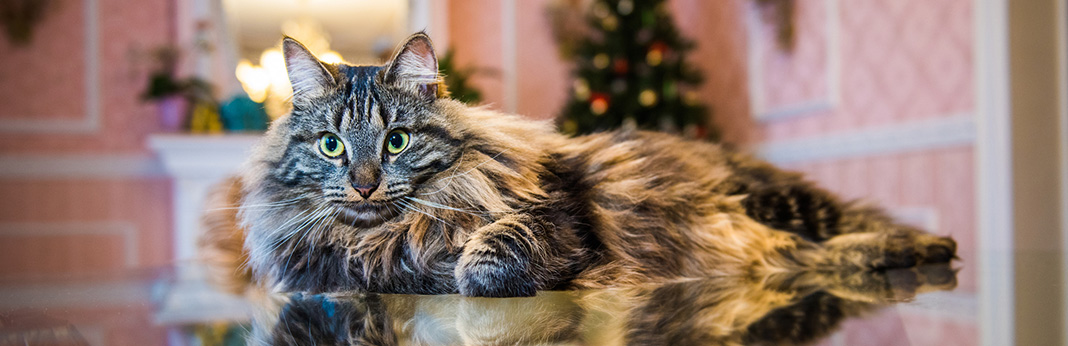 The 10 Largest Domestic Cat Breeds