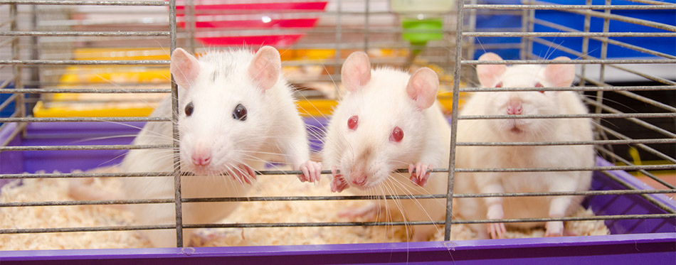 Three white rats