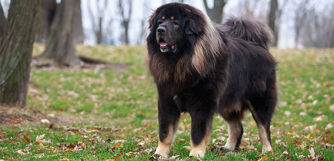 Tibetan Mastiff