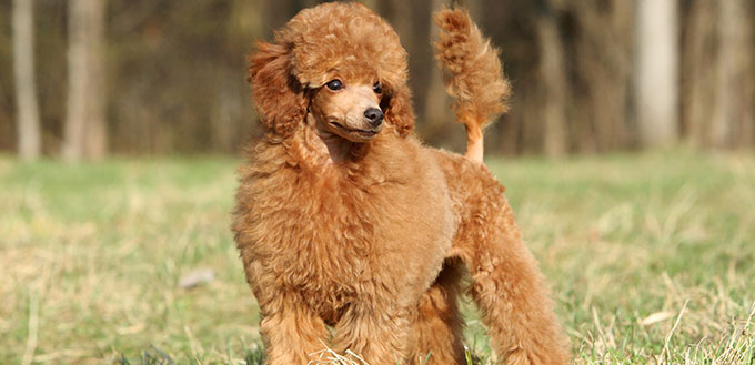 Toy poodle puppy portrait