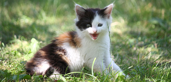 Tricolor kitten meowing