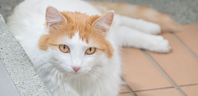 Turkish Van