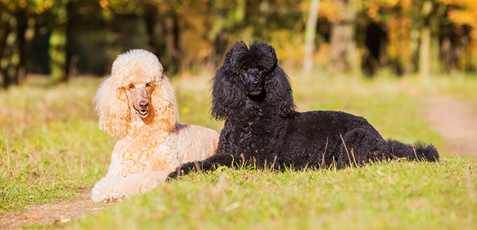 Two poodles