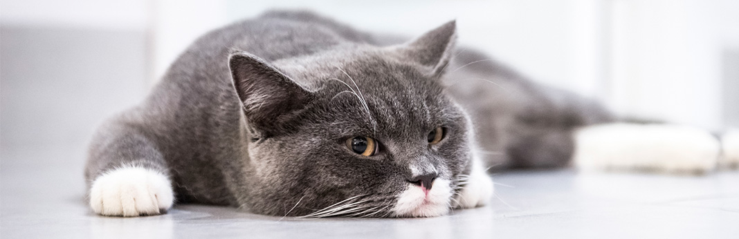 Urinary Tract Infection in Cats: 5 Signs Your Cat Has UTI