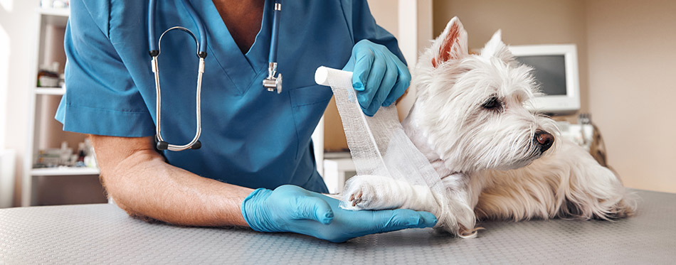 Vet bandaging a paw of a small dog