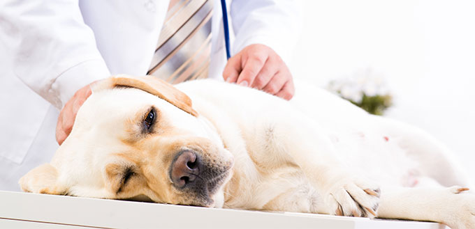 Vet-checking-the-health-of-a-dog