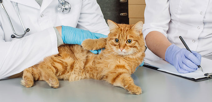 Veterinarian inspecting the sick cat