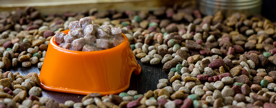 Wet cat food in a bowl