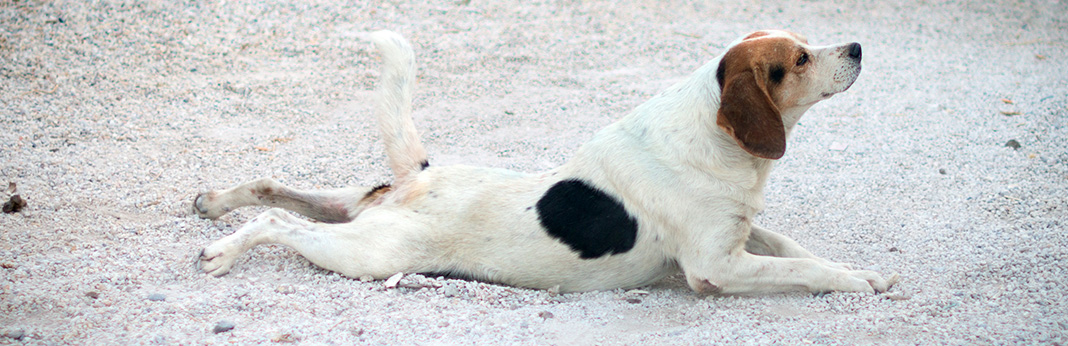 What is Splooting and Why Do Dogs Sploot?